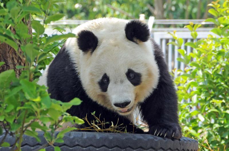 A 王子動物園.jpg