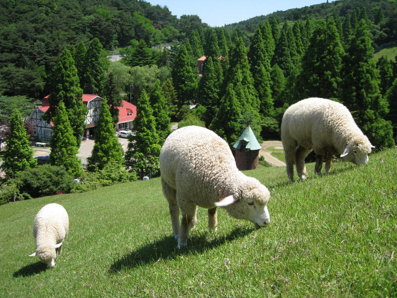 M 六甲山牧場.jpg