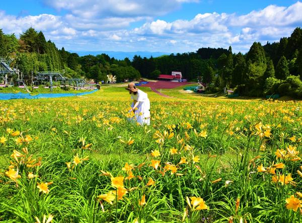 六甲山カンツリーハウス「ニッコウキスゲの大群落」のサムネイル画像