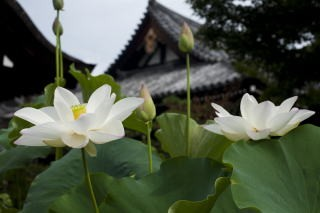 ①法金剛院（蓮）.png