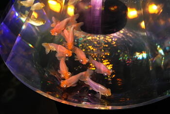 奈良金魚ミュージアム.jpg