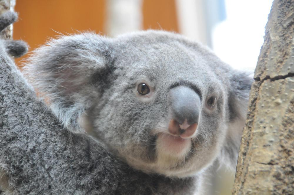 王子動物園.jpg