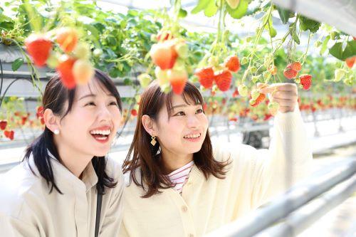 美作農園のいちご狩りに行こう｜お知らせ｜ハッピーパック ─ 神戸市