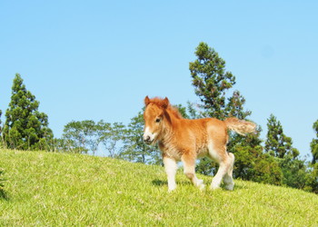 神戸市立六甲山牧場